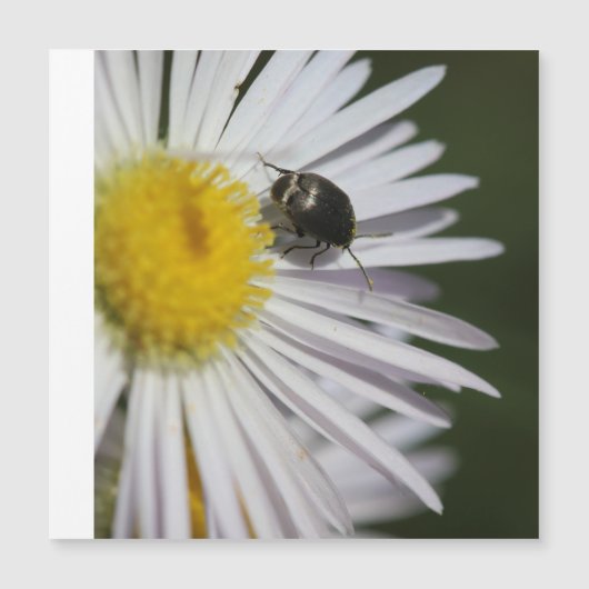 “Daisy & Bumblebee Puzzle – Nature’s Tiny Harmony” (Front)