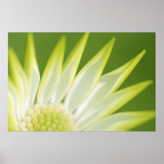 Daisy Canvas Print