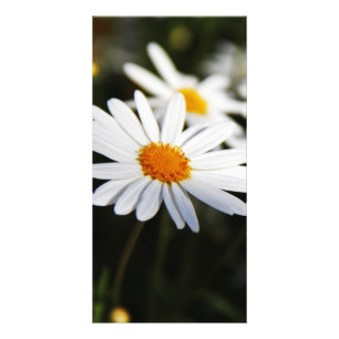 Daisy Card