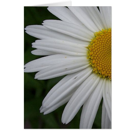 Daisy Card (Front)
