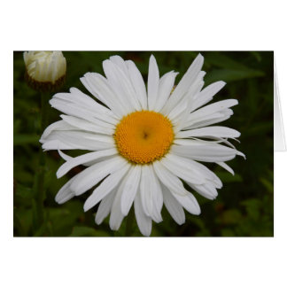 Daisy Cards