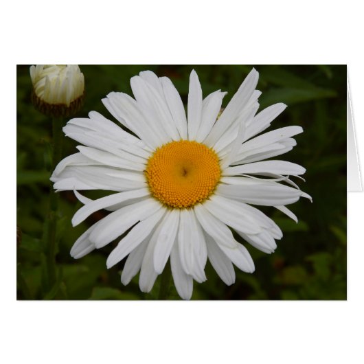 Daisy Cards (Front Horizontal)