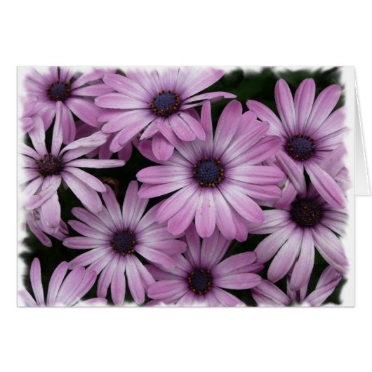 Daisy Cards (Front Horizontal)