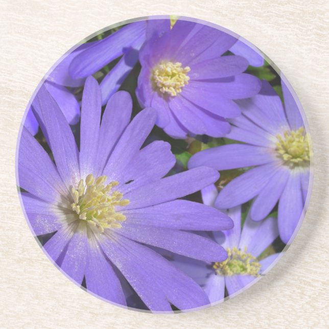 Daisy Coasters Wildflower Purple Daisy Decor (Front)