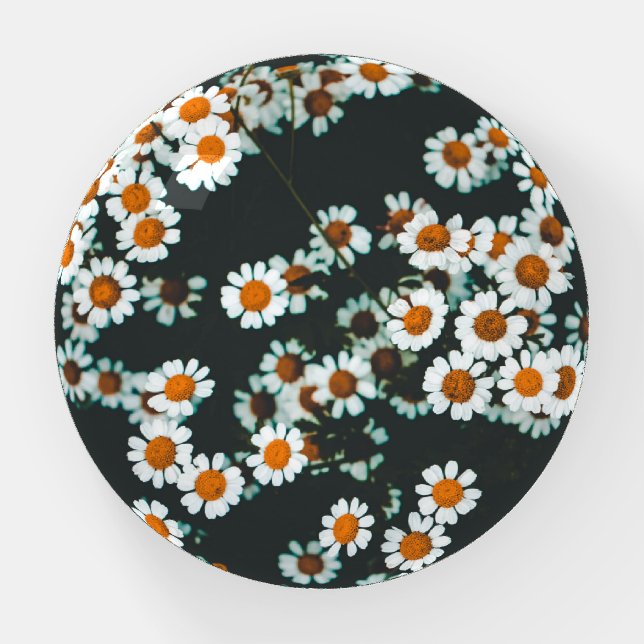 Daisy Daisies Floral Paperweight (Front)