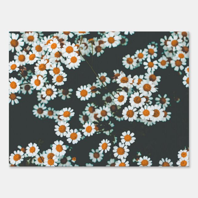 Daisy Daisies Floral Sign (Front)