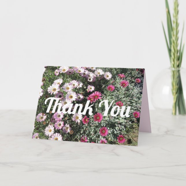 Daisy Daisies Pink Red Flowers Floral Thank You Card (Front)
