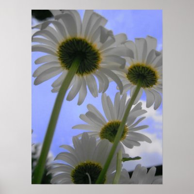 Daisy Day Poster