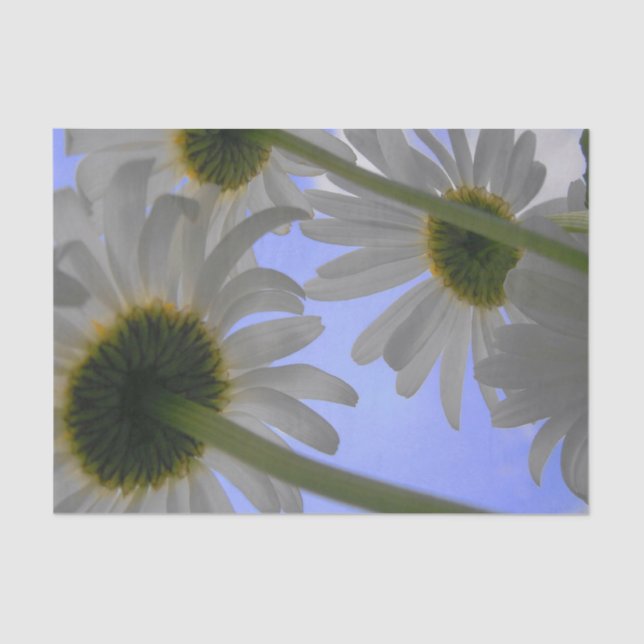 Daisy Day Tissue Paper (Front)