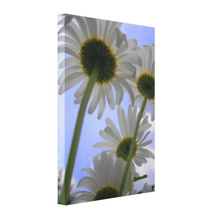 Daisy Day Wrapped Canvas