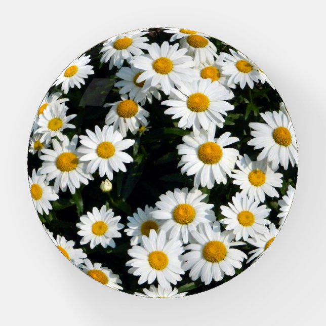 Daisy Days Paperweight (Front)