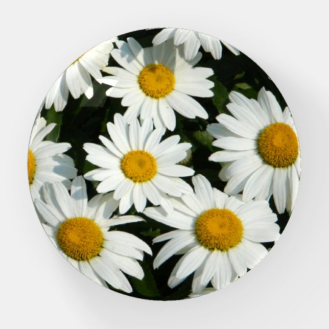 Daisy Dazzle Paperweight (Front)