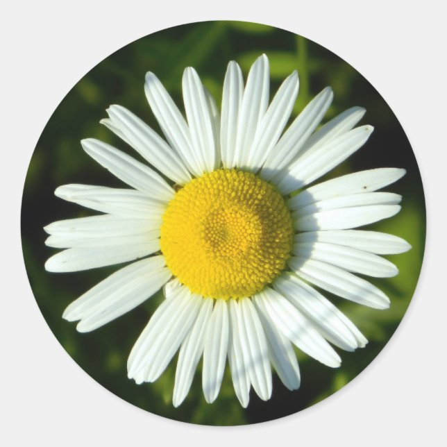 Daisy Delight Classic Round Sticker (Front)