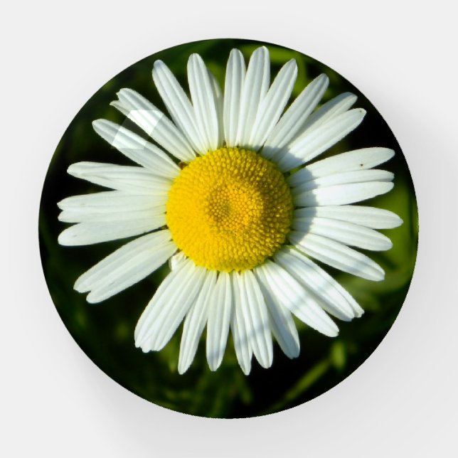 Daisy Delight Glass Paperweight (Front)