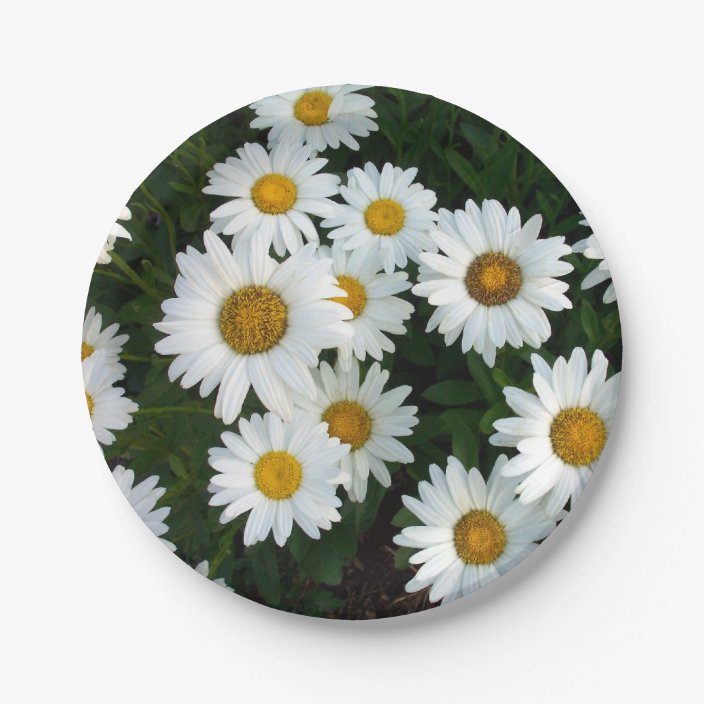 Daisy Delight Paper Plates | Zazzle.com