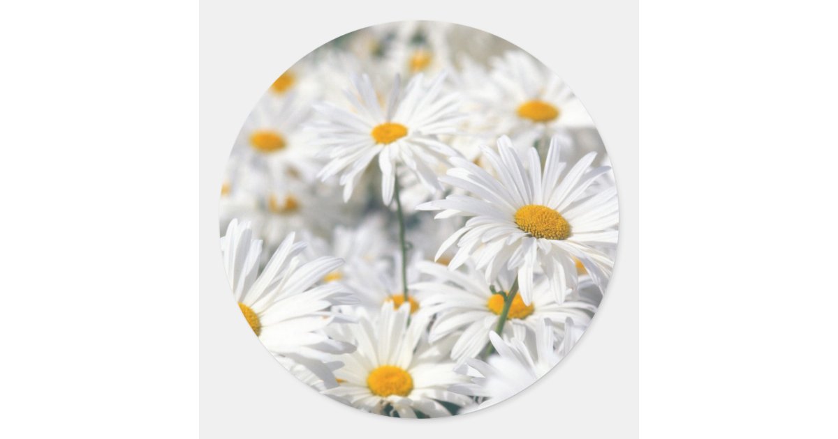 Daisy Design Classic Round Sticker