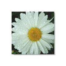 Daisy Dream Stretched Canvas Print