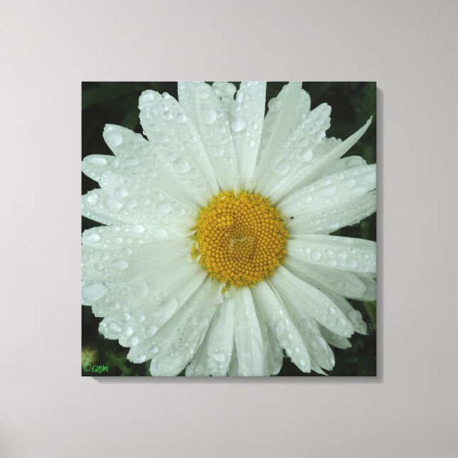 Daisy Dream Stretched Canvas Print (Front)