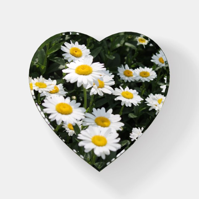 Daisy Dreams Paperweight (Front)