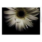 Daisy Droplet series (Front Horizontal)