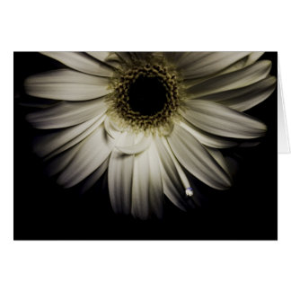 Daisy Droplet series Cards