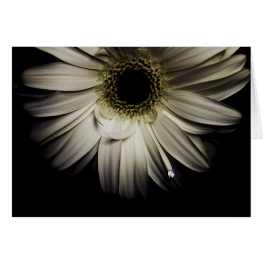 Daisy Droplet series Cards (Front Horizontal)