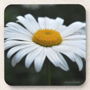 Daisy - Face Up Beverage Coaster