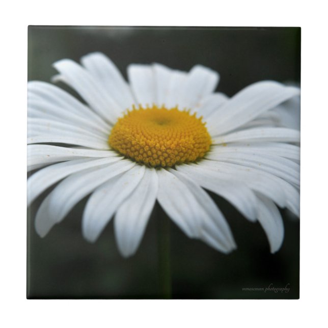 Daisy - Face Up Ceramic Tile (Front)