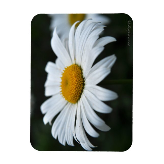 Daisy - Face Up Magnet (Vertical)