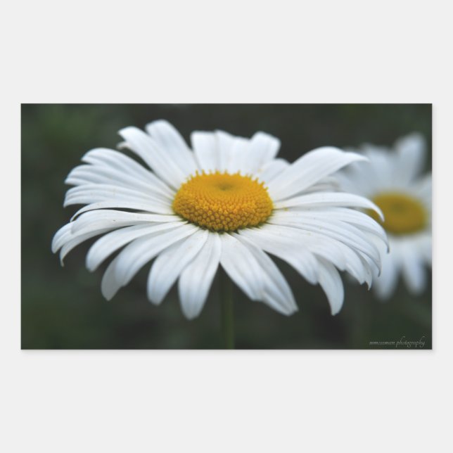 Daisy - Face Up Rectangular Sticker (Front)