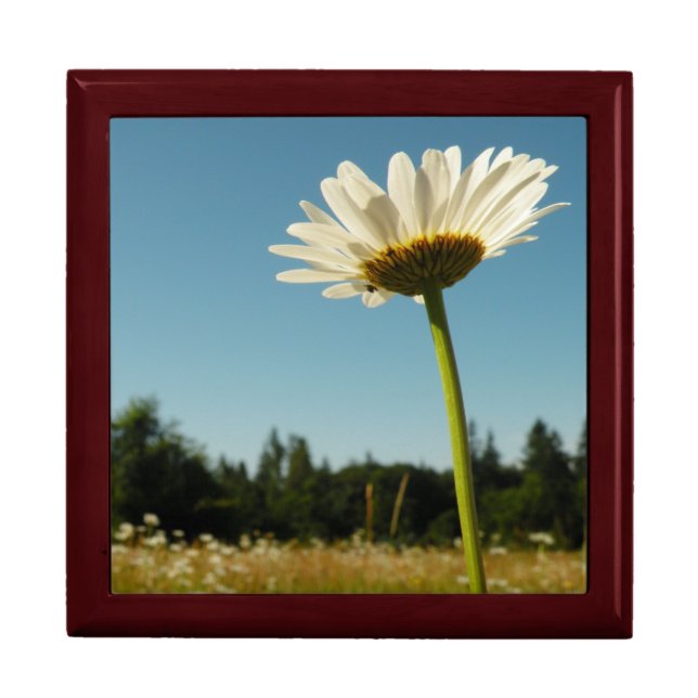 Daisy Field Jewelry Box (Front)