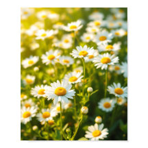 Daisy Field Sunlight Cheerful Flowers Spring