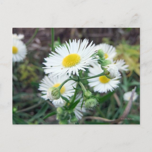 Daisy Fleabane Horizontal Postcard (Front)