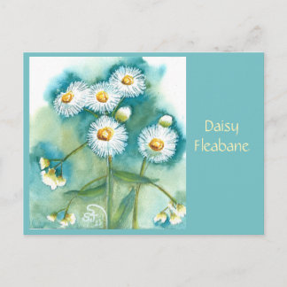 Daisy Fleabane Post Card