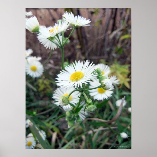 Daisy Fleabane Poster (Front)