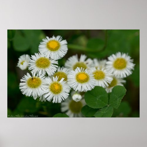 Daisy Fleabane Wildflower Bouquet Poster