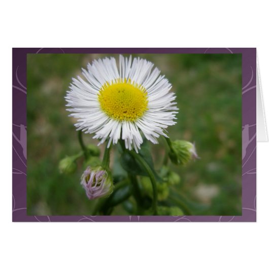 Daisy Fleabane Wildflower Cards (Front Horizontal)