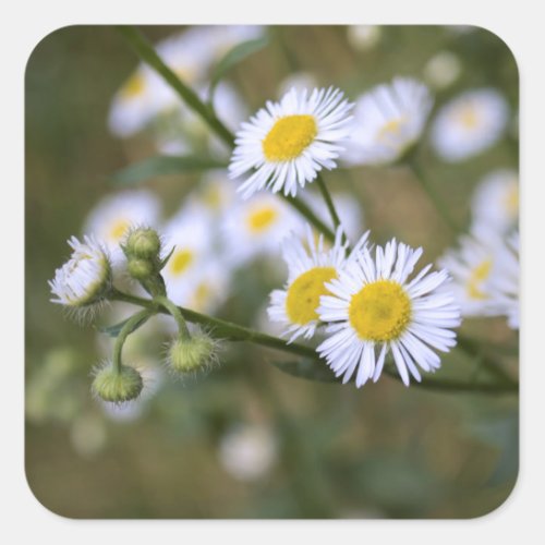 Daisy Fleabane Wildflower Stickers