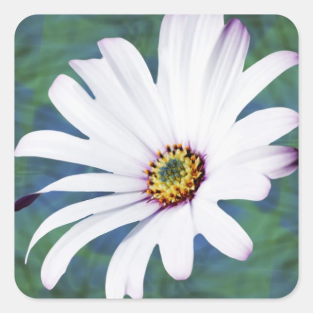Daisy Flower and meaning Square Sticker (Front)