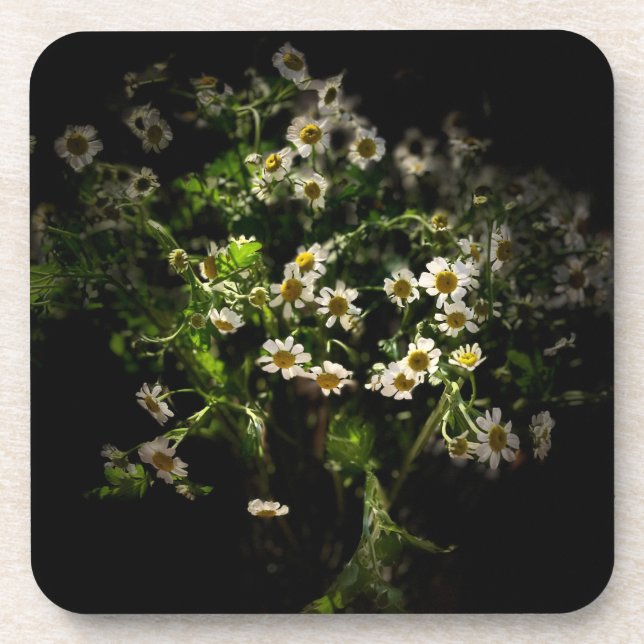 Daisy,  Flower, Bellis perennis Beverage Coaster (Front)