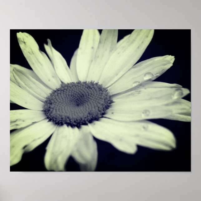 Daisy Flower Black And White  Poster (Front)