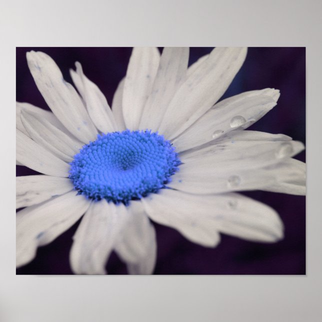 Daisy Flower Blue Center Raindrops Abstract Poster (Front)