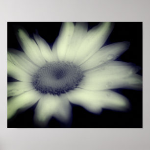 Daisy Flower Close Up Black And White  Poster