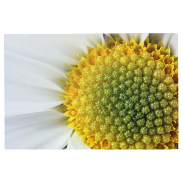 Daisy Flower Head Metal Wall Art (Front)