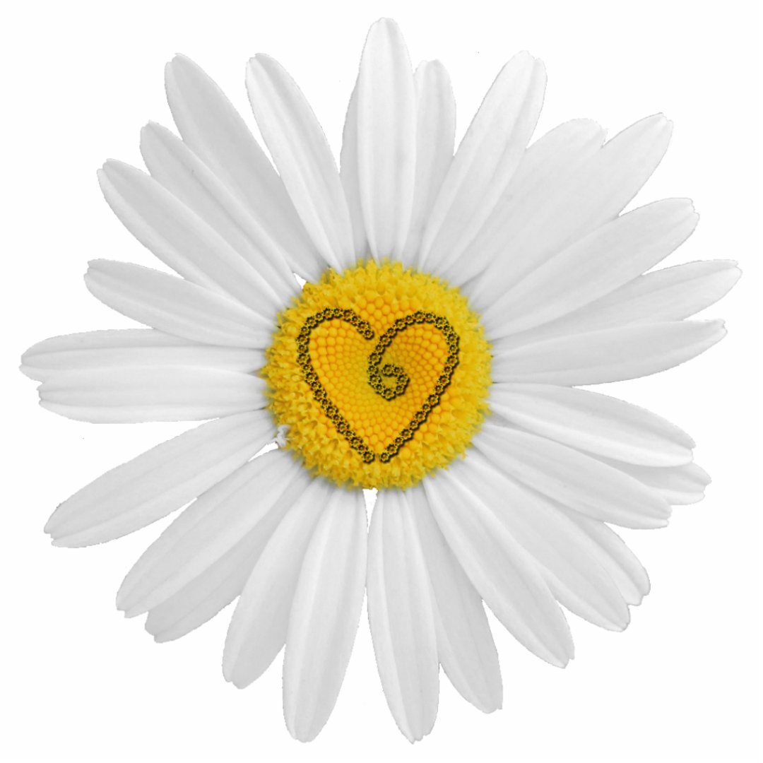 Daisy Flower Love Art Customize Background Cutout Zazzle