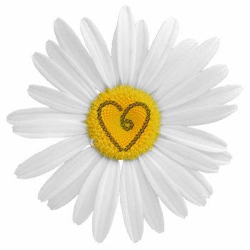 Daisy Flower Love Art Customize Background Cutout by warrior_woman at Zazzle