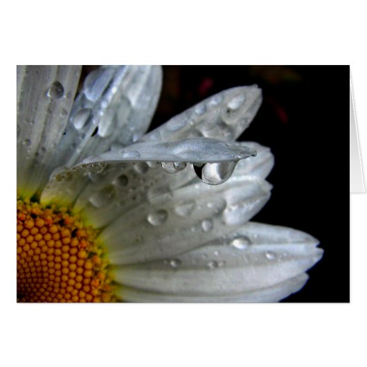 Daisy Flower Macro Cards (Front Horizontal)