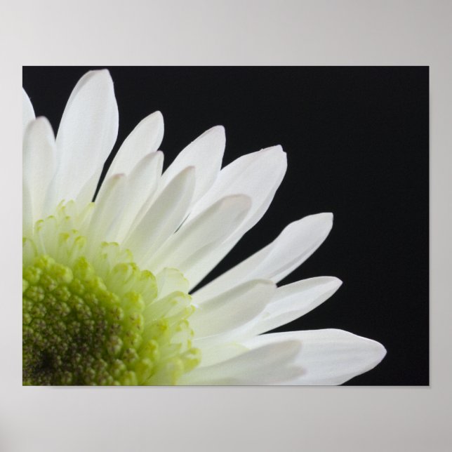 Daisy Flower on Black Poster (Front)