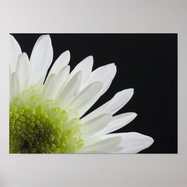 Daisy Flower on Black Poster (Front)