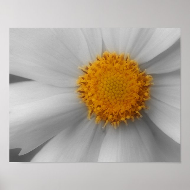Daisy Flower Petals Partial Color Poster (Front)
